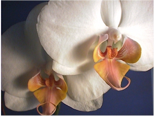 Phalaenopsis Phalaenopsis